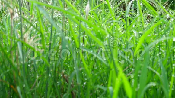 有许多露水的草跟随焦点背景纹理4kUHD25fps视频的预览图