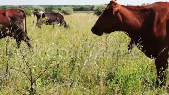 农业工业奶牛放牧奶牛吃草农场牛在牧场放牧农场动物视频的预览图