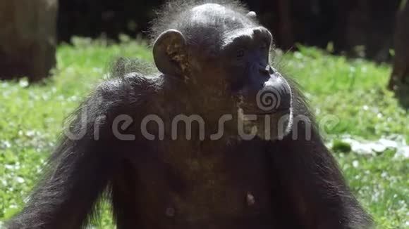 4K镜头前黑猩猩环顾四周视频的预览图