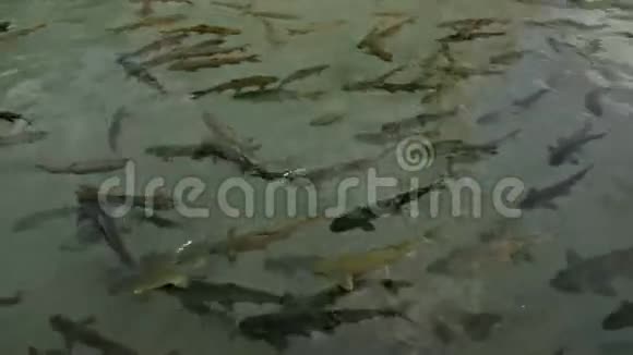 圣湖鱼湖乌法视频的预览图