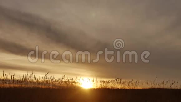 草地剪影背景与日落视频的预览图