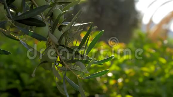 橄榄树枝倚绿园视频的预览图