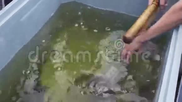 鲟鱼小星在一个养鱼场出售前被捕获并杀死视频的预览图