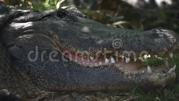 成年雄性鳄鱼张开眼睛和嘴巴视频的预览图