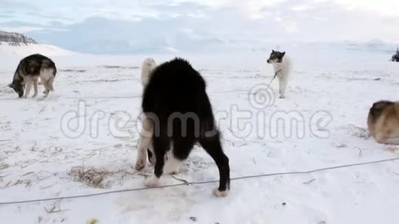 雪橇狗队马拉穆特哈士奇爱斯基摩人在北极冰川的背景下休息视频的预览图