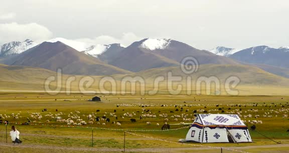 西藏高原牧民帐篷牛羊成群视频的预览图
