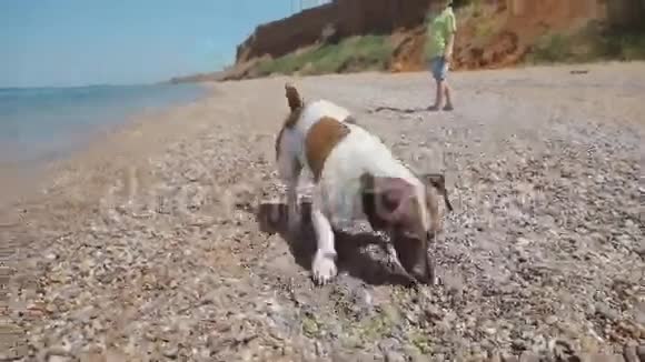 有趣的杰克罗素小狗在跳石中被抓视频的预览图