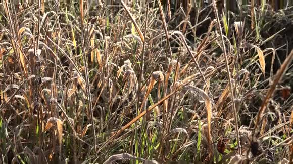 草弯覆盖初霜初秋时节的田野4K视频的预览图