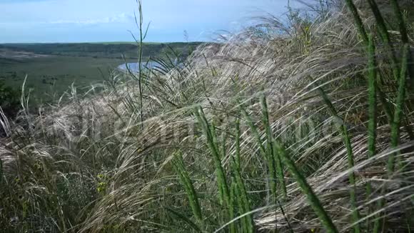 松松针草长草随风飘动在山水公园里视频的预览图