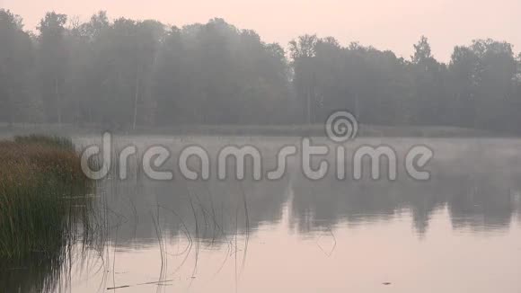 雾蒙蒙的初秋早晨池塘湖附近的树木和水草4K视频的预览图