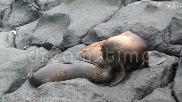 母毛海豹狮子在加拉帕戈斯海滩上喂婴儿吮奶视频的预览图