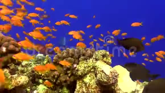 红海绿驼尾鹦鹉螺视频的预览图
