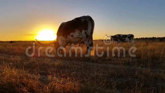 德克萨斯州龙角牛养殖日落日出景观视频的预览图