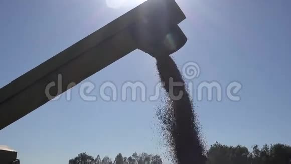 夏季末小麦粮谷物在农田上卸入卡车倾斜下去4K视频的预览图