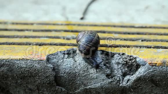 破碎混凝土台阶边缘的蜗牛移动视频的预览图