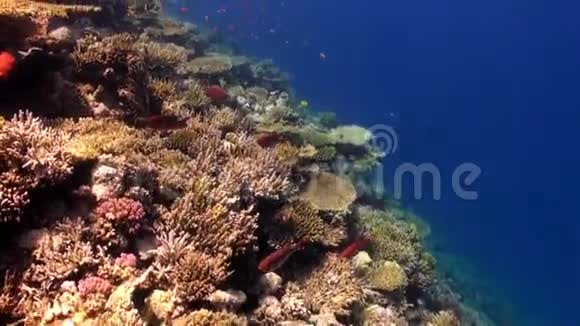 红海珊瑚礁背景下的橘色鱼群视频的预览图