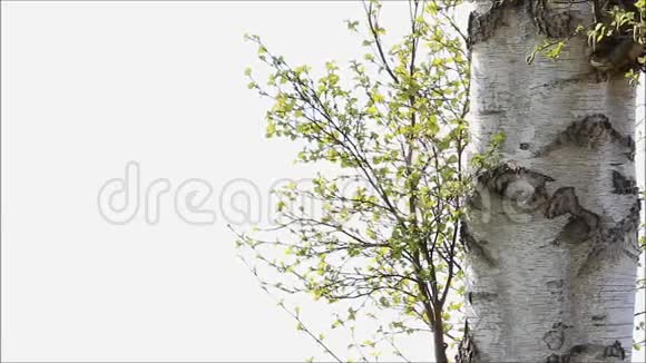 春天白桦树的绿叶视频的预览图