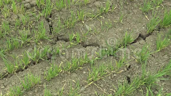 非常干旱的旱地用小麦小麦种植土壤干裂气候变化环境视频的预览图