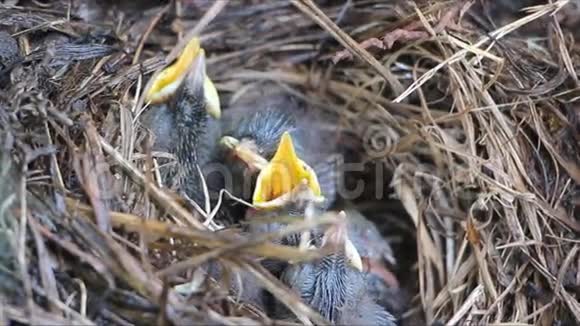 巢中蓝喉的幼鸟视频的预览图