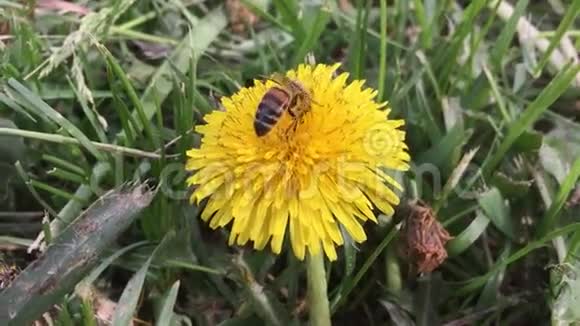 美丽的蜜蜂蜜蜂在蒲公英黄蒲公英花绿草黄花粉上采蜜视频的预览图