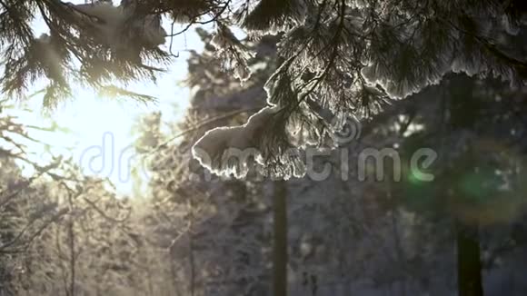 树木的冬季森林景观视频的预览图