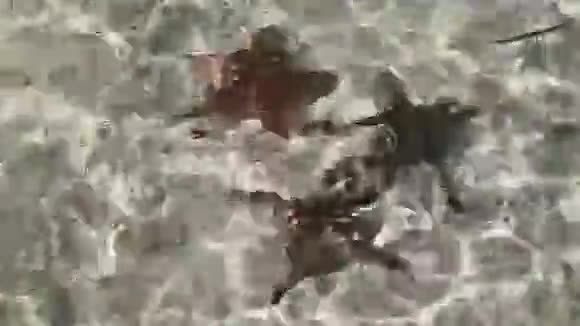 海星在水下的沙滩上视频的预览图