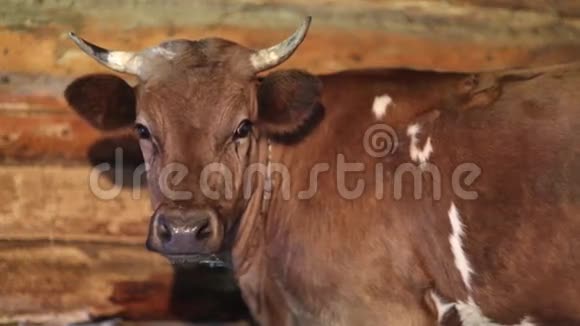一头长着白斑的棕牛呆在靠近木墙的摊子里视频的预览图