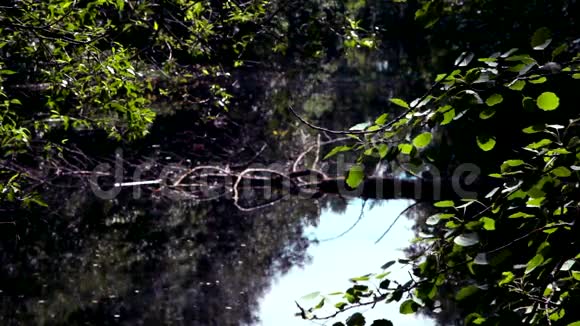 背水一个小湖周围有野生的茂密的植被视频的预览图