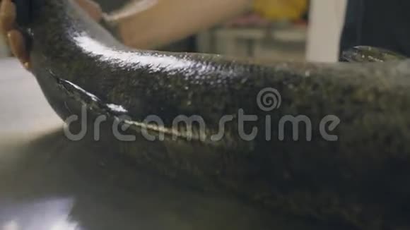 厨师手触摸生鱼动作慢视频的预览图