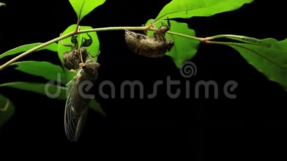 CicadaEnclosing澳大利亚Cicadinae5视频的预览图