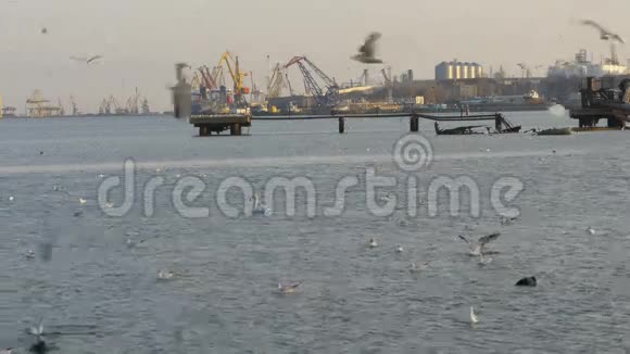 许多海鸥鸭子和天鹅在油气码头和起重机前面飞行视频的预览图