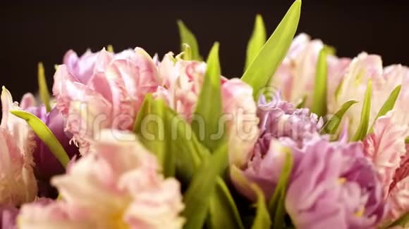 黑色背景上卷曲的粉红色郁金香的一束美丽的花束鲜花就在眼前宏观的宏观射击淡粉色视频的预览图