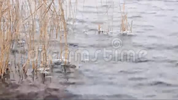 河流冰和芦苇以及小水浪视频的预览图