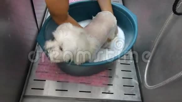 女洗手牵着宠物水中的盆和泡沫清洗白色的法国拉普狗视频的预览图