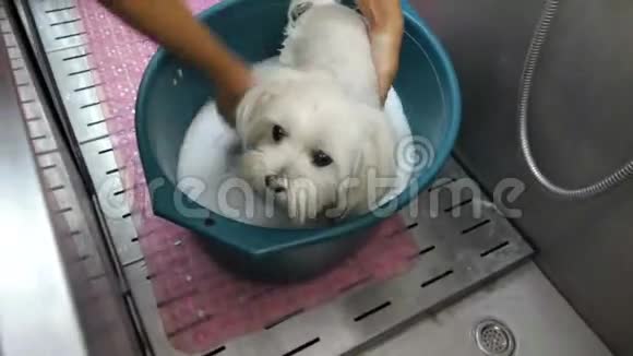女洗手牵着宠物水中的盆和泡沫清洗白色的法国拉普狗视频的预览图