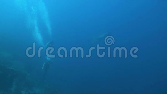 鲸鲨和潜水员在珊瑚礁上4k视频的预览图