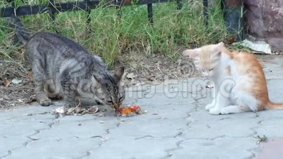 流浪猫在鹅卵石铺成的街道表面吃鸡屑视频的预览图