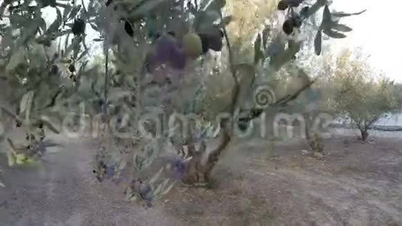 在橄榄树林里散步视频的预览图