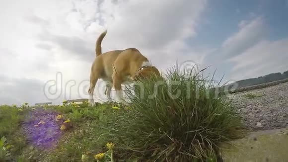 一只小猎犬在散步时嗅着地面的慢镜头视频的预览图