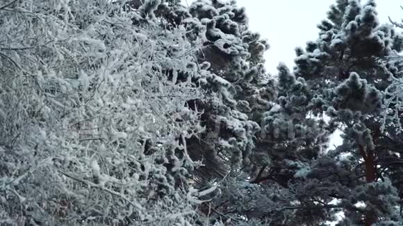 树木的冬季森林景观视频的预览图