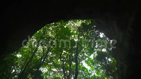 从深洞的视频大树视频的预览图
