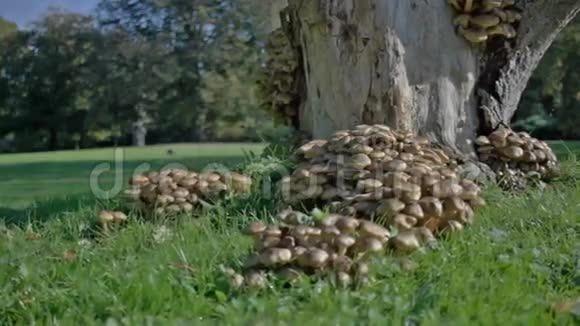 朴树下的蜜菌蘑菇视频的预览图
