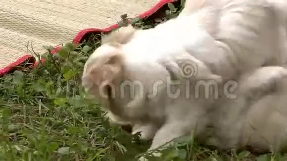 两只小狗在草地上玩耍视频的预览图