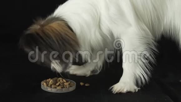 美丽的年轻公犬欧陆玩具猎犬帕皮隆吃干粮黑色背景慢镜头视频的预览图