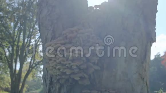蜜菌蘑菇阳光镜头花圃视频的预览图