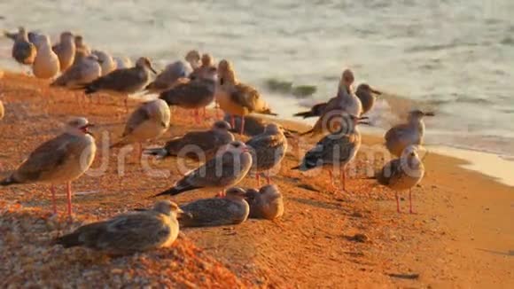 海水沙滩上的海鸥在背光下日落视频的预览图
