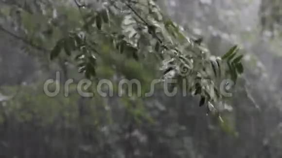 大雨落在树枝上视频的预览图
