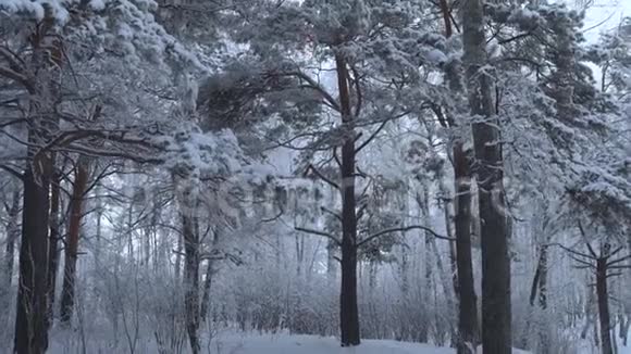 树木的冬季森林景观视频的预览图