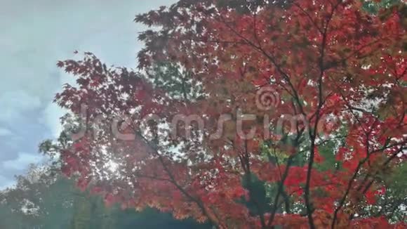 红枫叶秋园视频的预览图