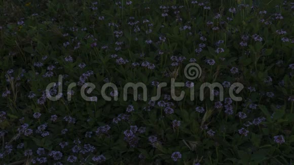 紫色野花近景视频的预览图
